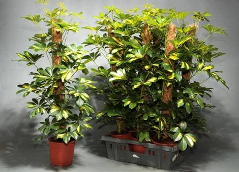 Schefflera8