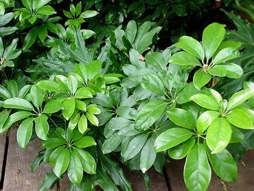 ScheffleraActinophylla