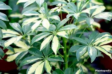 ScheffleraArboricola