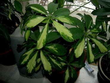 ScheffleraGoldCapella