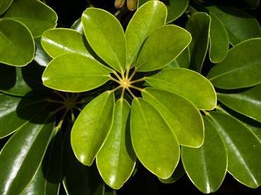 ScheffleraHeptaphylla