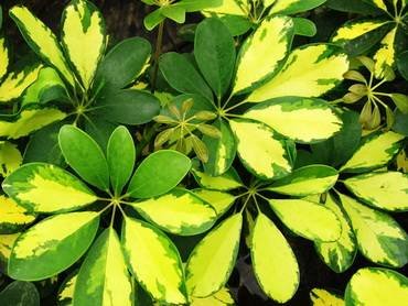 ScheffleraOctophylla