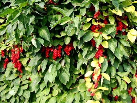 Schisandra14