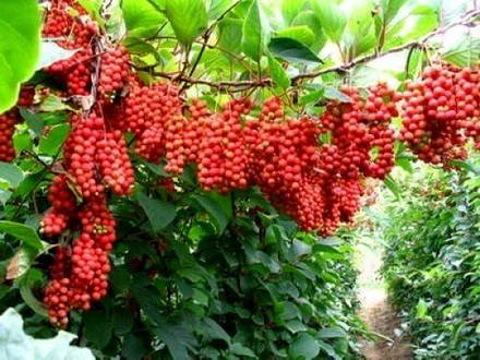 Schisandra3