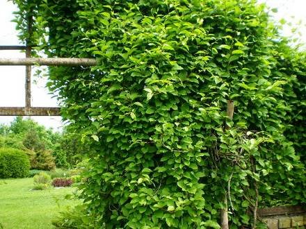 Schisandra33