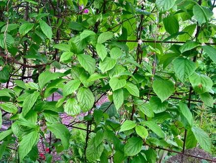 Schisandra4
