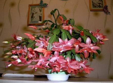 Schlumbergera12