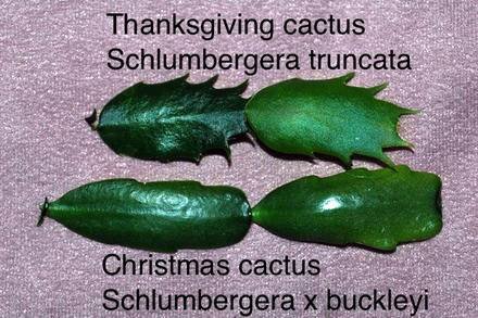 Schlumbergera13