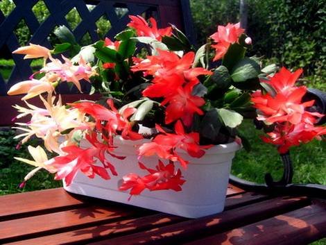 Schlumbergera16
