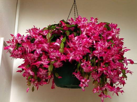 Schlumbergera19
