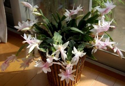 Schlumbergera20