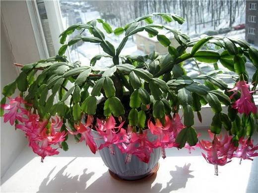 Schlumbergera21