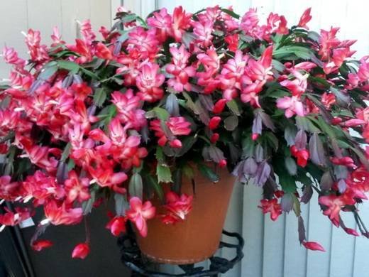 Schlumbergera22