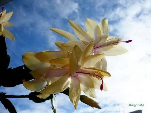Schlumbergera23