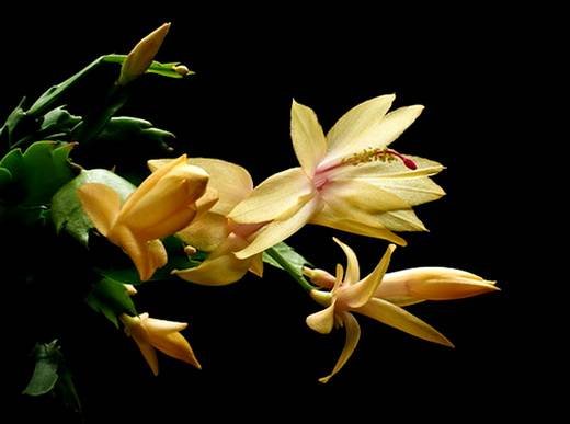 Schlumbergera24