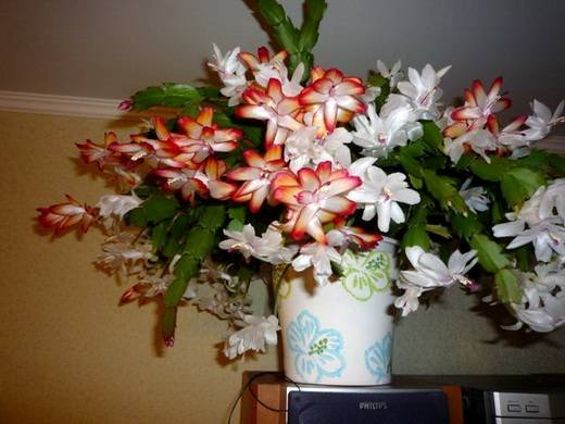 Schlumbergera25