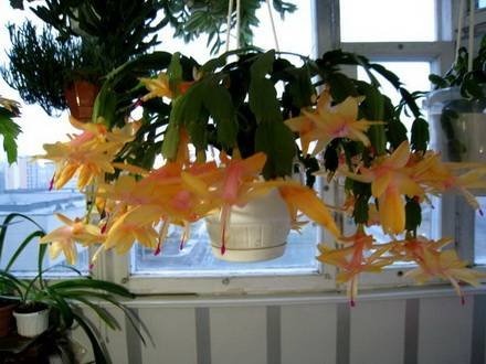 Schlumbergera3