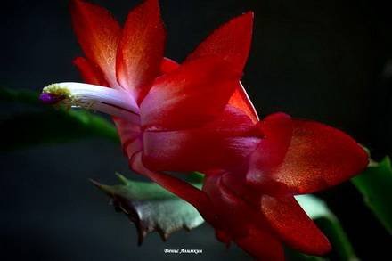 Schlumbergera4