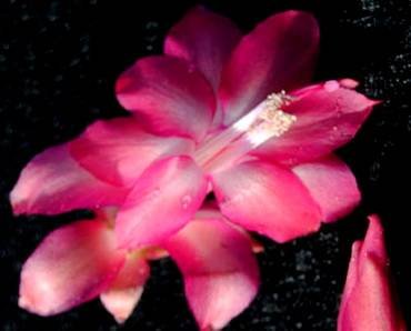 SchlumbergeraButterflyPaleMauve