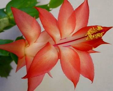 SchlumbergeraButterflySunrise