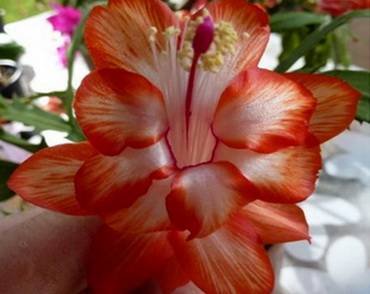 SchlumbergeraCecilia