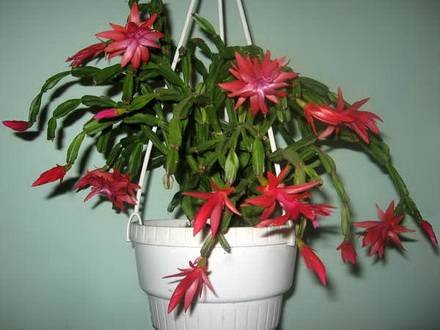 SchlumbergeraExotica