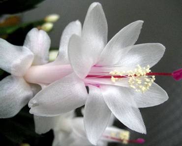 SchlumbergeraGina