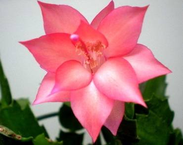 SchlumbergeraMistyRose