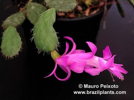 SchlumbergeraOpuntioides
