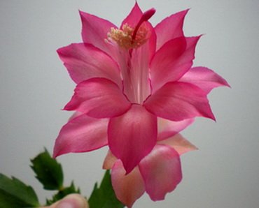 SchlumbergeraRosebud