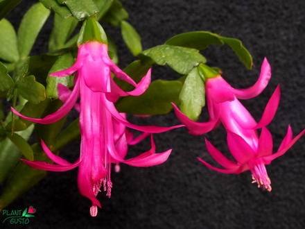 SchlumbergeraRusselliana