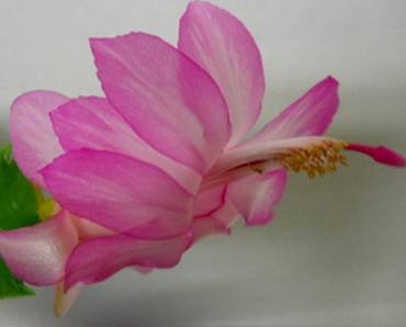SchlumbergeraThorZenia