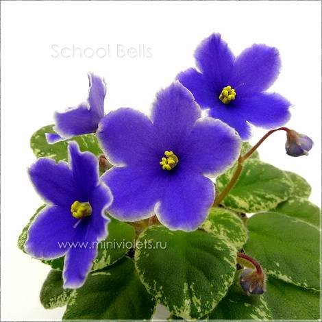SchoolBells1
