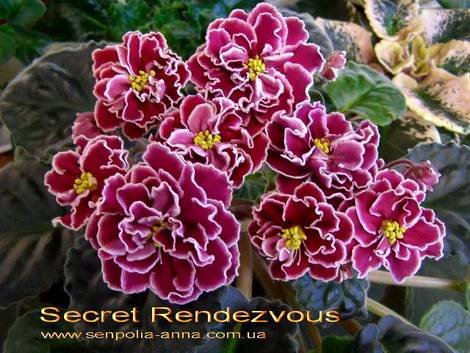 SecretRendezvous1