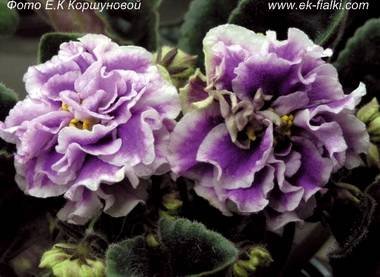 СедаяДама5