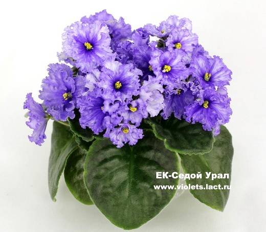 СедойУрал6