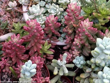 Sedum2