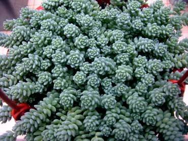 SedumBrevifolium