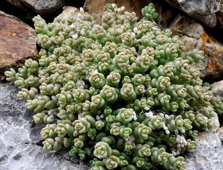 SedumDasyphyllum