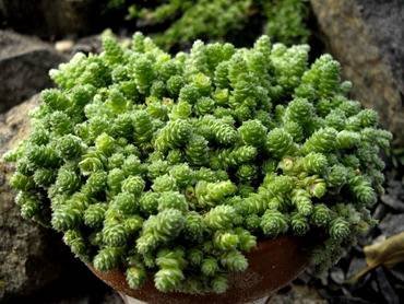 SedumHumifusum