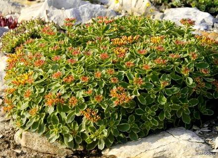 SedumKamtschaticum