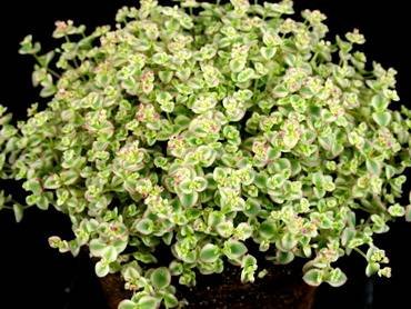 SedumLittleMissy
