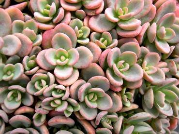 SedumPluricaule