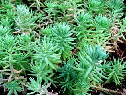 SedumReflexum