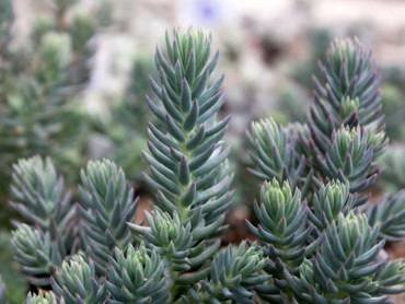 SedumRupestreBlueSpruce