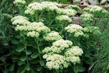 SedumSpectabileMatrona