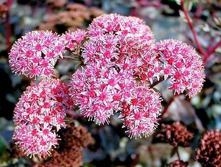 SedumSpectabileMohrchen