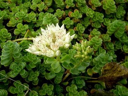 SedumSpurium
