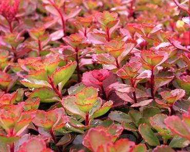 SedumSpuriumFuldaGlow