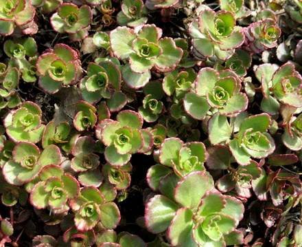SedumSpuriumRedCarpet